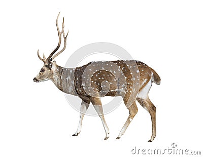 Deer on white Stock Photo