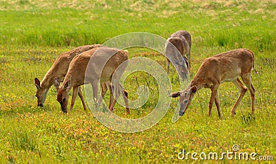 DeerGrazing on Big Meadow, Shenandoah Stock Photo