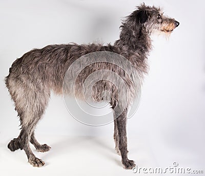 Deerhound Stock Photo