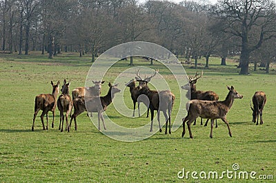 Deers Stock Photo