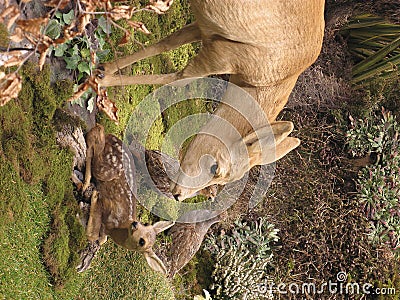 Deers Stock Photo