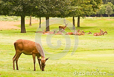 Deers Stock Photo