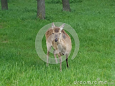 Deers in African Lion Safari Editorial Stock Photo