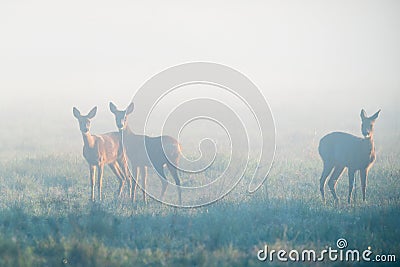 Deers in foggy morning Stock Photo