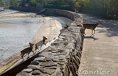 Deers are going from the beach, Japan Stock Photo