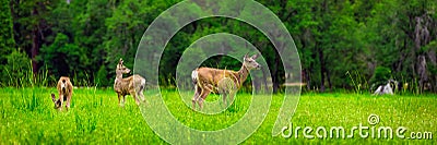 Deers Stock Photo