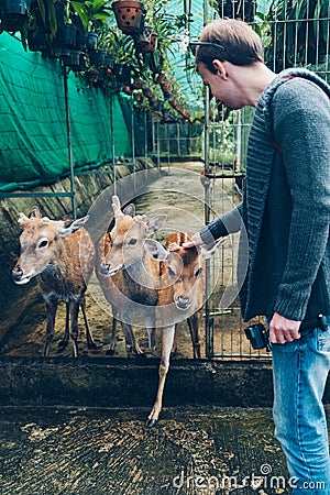 Deers without horns in a cage. Stock Photo