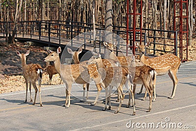 Deers live at a zoo in Thailand. Editorial Stock Photo