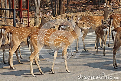 Deers live at a zoo in Thailand. Editorial Stock Photo