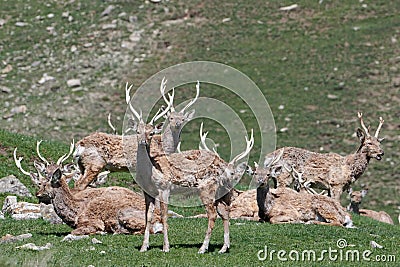 Deers (Maral). Safari Park. Stock Photo