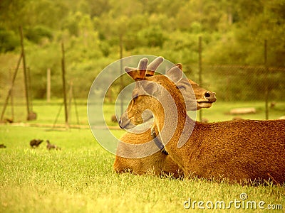 Deers, Mauritius Stock Photo