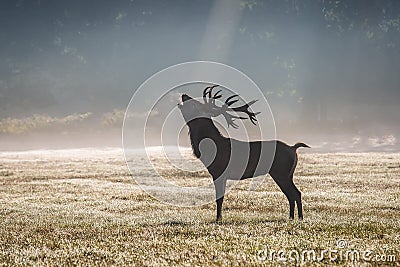 A deers in the morning mist Stock Photo