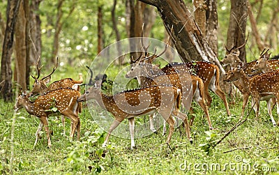 Deers Stock Photo