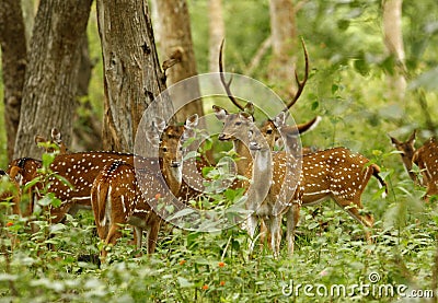 Deers Stock Photo