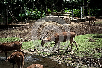 Deer in Pamplemousses Botanical Garden, Port Louis, Mauritius Stock Photo