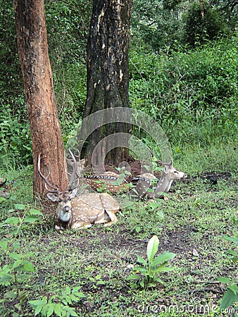 Deers resting in the forest in India Stock Photo