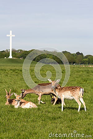 Deer around Phoenix Park, Dublin, Ireland Editorial Stock Photo