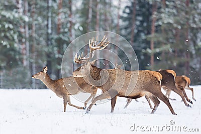 Deers running in snow against winter forest. Wildlife winter seasonal landscape. Deer - cervus elaphus Stock Photo