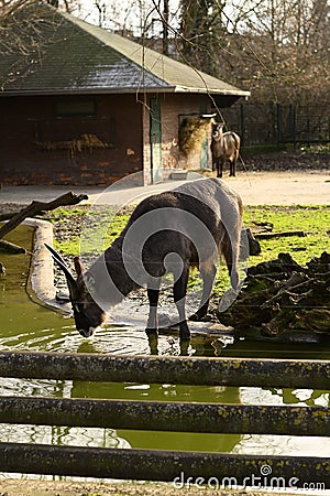 Defassa Waterbuck (Kobus ellipsiprymnus) Stock Photo