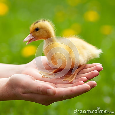 Defenseless little duckling in hands, close-up Stock Photo