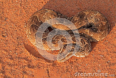 Defensive puff adder Stock Photo