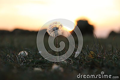 A Defiant Dandelion at Sunset Stock Photo