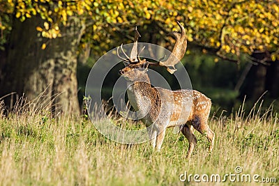 A Defiant Looking Fallow Deer Buck - Dama dama, Warwickshire, England. Stock Photo