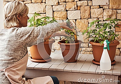 This is definitely one of my pastimes. Cropped shot of a relaxed senior woman tending to her marijuana plants and making Stock Photo
