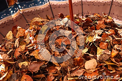 Defocus autumn background. Dry leaves. Many flying orange, yellow, green dry leaves on umbrella. Enjoy autumn. Happy Stock Photo