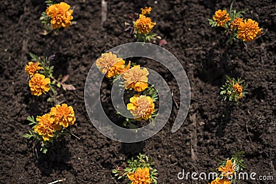 Defocus Autumn orange flowers on the land of tagetis bloom in a row. Stock Photo