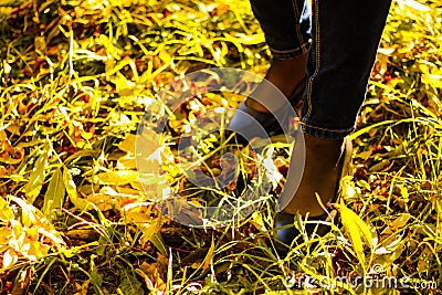 Defocus black shiny dark blue shoes for women& x27;s leg in autumn leaves in the park. The women walks in shoes. Nature Stock Photo