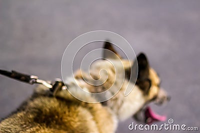 Defocus close-up of the back of the husky's head, siberian laika. Yellow grey hair on the head of a pet. Long tongue Stock Photo