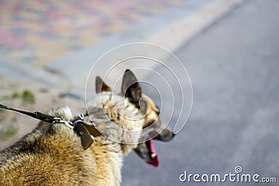 Defocus close-up of the back of the husky's head, siberian laika. Yellow grey hair on the head of a pet. Long tongue Stock Photo