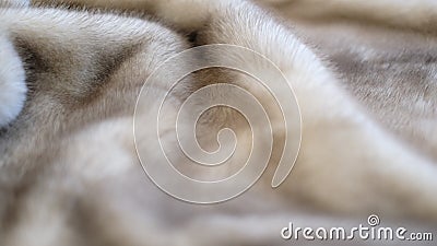 defocus mink fur texture close-up background. closeup. soft focus, selective focus Stock Photo