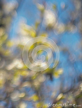 Defocus photo of blooming cherry tree bokeh Stock Photo