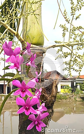 defocus photo of purple flowers that live by sticking to other tree plants Stock Photo