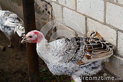 Defocus young female turkey on village courtyard standing near white brick wall. Turkey birds in a rural scene Stock Photo