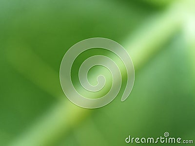 Defocused abstract background of the leaves at the garden Stock Photo