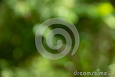 Defocused abstract green bokeh background,soft background Stock Photo