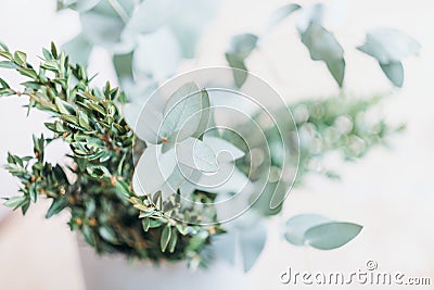 defocused aromatic eucalyptus and boxwood plant. Greeting card or invitation concept. hello springtime wallpaper. fresh aromatic Stock Photo