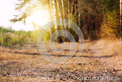 Defocused autumn view with vibrant golden, orange colors and bokeh and sunlight Stock Photo