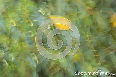Blurred green bush with flowers Stock Photo