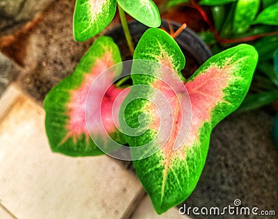 Defocused Beautiful flower in the garden blured Stock Photo