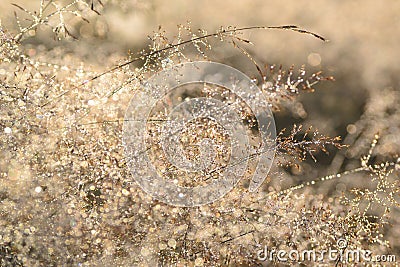 Defocused blurred bokeh grass in morning. Grass with dew drops at dawn, slight blur and selective focus Stock Photo