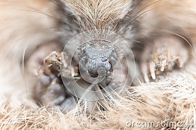 defocused cute little wild prickly hedgehog curled up in a ball. the animal`s muzzle, eyes and nose zoomed in close up. rescue an Stock Photo