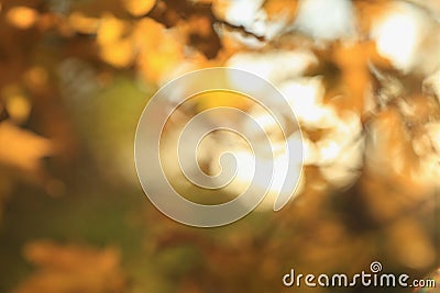 Defocused natural autumn background Stock Photo