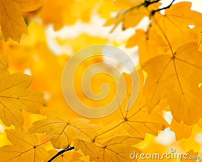 Defocused orange maple leaves, blurred autumn golden background Stock Photo