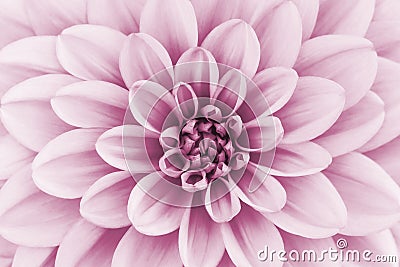 Defocused pastel, pink dahlia petals macro, floral abstract background. Close up of flower dahlia for background, Soft focus Stock Photo