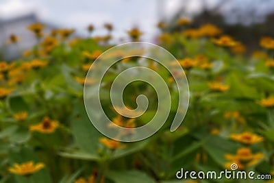 Defocused shot of yellow sunflowers blooming in a garden Stock Photo