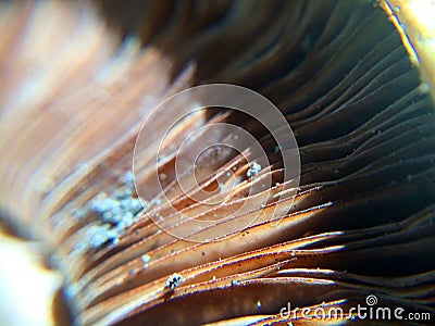 Defocused small dark mushroom plates macro photo in the natural Stock Photo